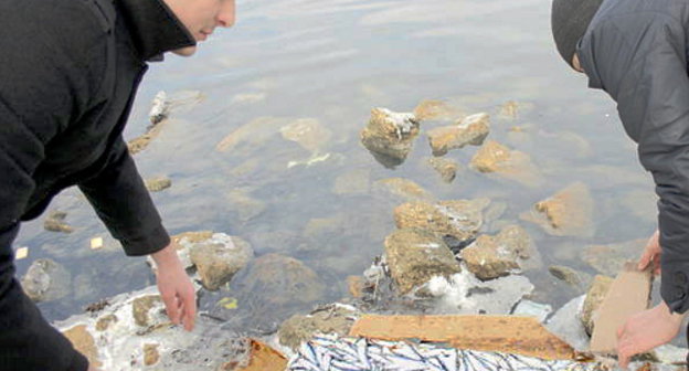 Students feeding birds on the Caspian Sea shore, Makhachkala, February 14, 2012. Courtesy of the press service of the Ministry for Natural Resources and Ecology of Dagestan