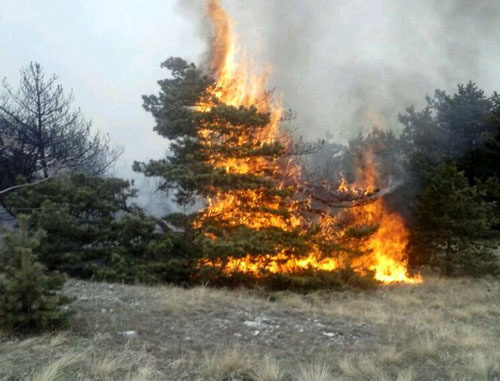 Forest is on fire for a week after special operation in Gumbet District of Dagestan, locals report. Dagestan, march 2014. Photo courtesy of an eyewitness Forest is on fire for a week after special operation in Gumbet District of Dagestan, locals report. Dagestan, march 2014. Photo courtesy of an eyewitness