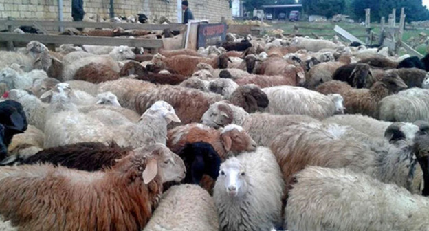 Sacrificial animals for the celebration of Kurban Bayram. Photo by Patimat Makhmudova for the "Caucasian Knot"