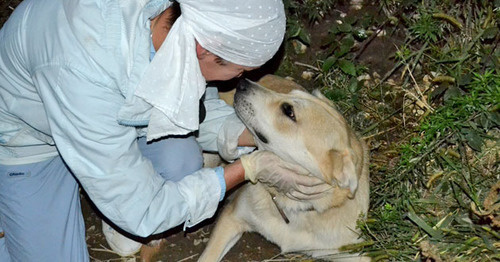 A volonteer with a stray dog. Photo by Svetlana Kravchenko for the "Caucasian Knot" A volonteer with a stray dog. Photo by Svetlana Kravchenko for the "Caucasian Knot"