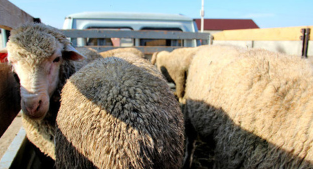 The sacrificial sheep. Photo by Magomed Magomedov for the "Caucasian Knot" The sacrificial sheep. Photo by Magomed Magomedov for the "Caucasian Knot"
