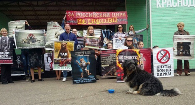 Krasnodar animal defenders urge not to attend the circus shows where animals are involved, April 15, 2017. Photo by Alexei Mandrigeli for the 'Caucasian Knot'. Krasnodar animal defenders urge not to attend the circus shows where animals are involved, April 15, 2017. Photo by Alexei Mandrigeli for the 'Caucasian Knot'.