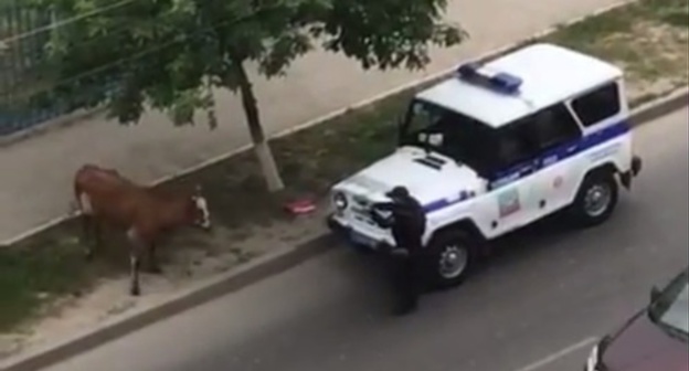 A policeman in Makhachkala shooting at a cow. Photo: screenshot of a video, https://www.youtube.com/watch?v=-baWkPEZmY4 A policeman in Makhachkala shooting at a cow. Photo: screenshot of a video, https://www.youtube.com/watch?v=-baWkPEZmY4