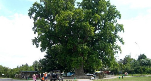 A Tulip tree in the village of Golovinka. Photo: "Hekuzhj" community on "VKontakte" social network, https://vk.com/public133046796?z=photo-133046796_456242403%2Falbum-133046796_00%2Frev A Tulip tree in the village of Golovinka. Photo: "Hekuzhj" community on "VKontakte" social network, https://vk.com/public133046796?z=photo-133046796_456242403%2Falbum-133046796_00%2Frev