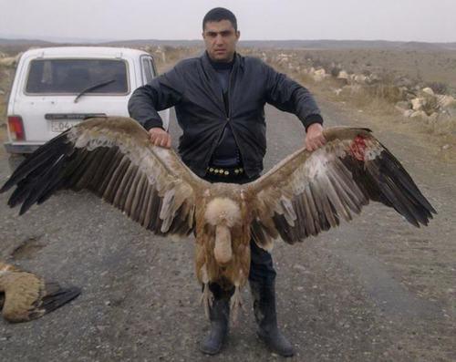 A hunter with a killed griffon vulture, https://econews.am/?p=9194&l=am A hunter with a killed griffon vulture, https://econews.am/?p=9194&l=am