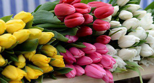 Tulips. Photo: Sputnik / Саид Царнаев
https://sputnik-ossetia.ru/North_Ossetia/20180307/5939921.html