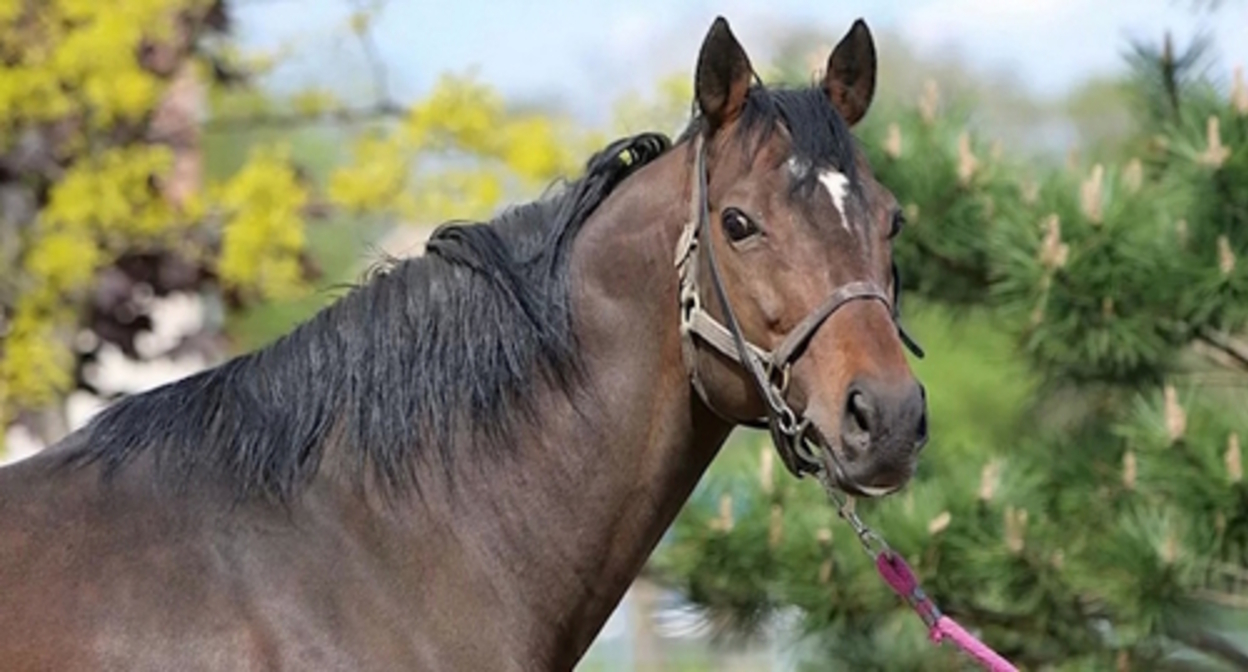 The stallion Zazu, photo: https://t.me/s/RKadyrov_95 The stallion Zazu, photo: https://t.me/s/RKadyrov_95
