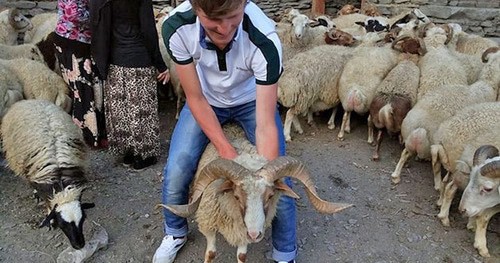 Sacrificial animal: photo by Patimat Makhmudova for the "Caucasian Knot". Sacrificial animal: photo by Patimat Makhmudova for the "Caucasian Knot".