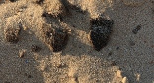 Sand in Anapa. Screenshot of a Natalia Zinovieva’s post on the “VKontakte” social networking service https://vk.com/mag168?w=wall235344062_4059