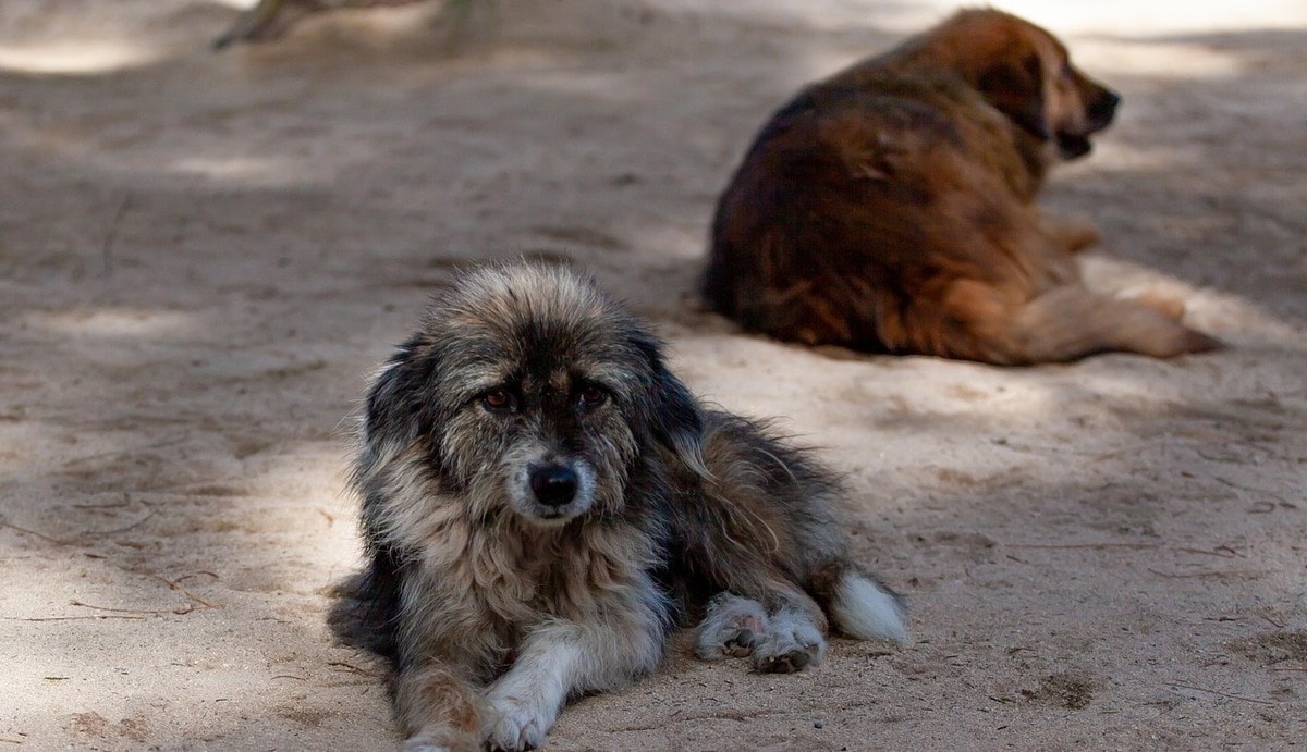 Street dogs. Photo: pixabay.com