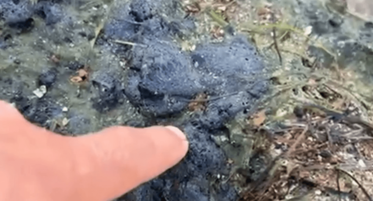 A volunteer shows fuel oil emissions on the coast. Still frame from a video from the Telegram channel of the Dolphins headquarters from 23.08.25, https://t.me/shtab_delfin/1077