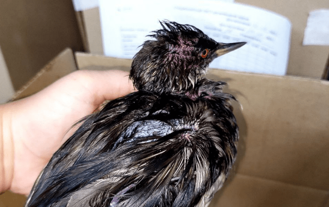 A bird covered in oil products. Screenshot of a photo from the Zhemchuzhnaya center's Telegram channel from 31.08.25, https://t.me/zhemchujnaya9/1140.