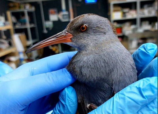 An injured bird in the hands of volunteers. Screenshot from the Zhemchuzhnaya Rehabilitation Center's Telegram channel, December 2, 2025, https://t.me/zhemchujnaya9/1256?single.
