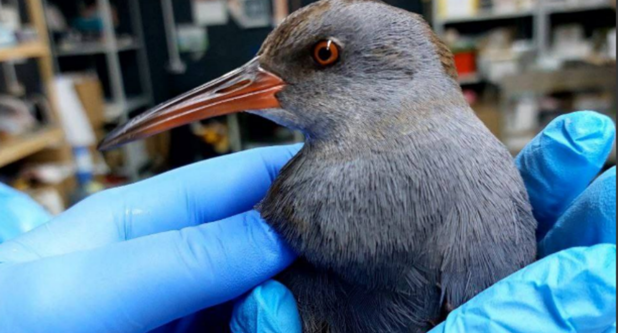 An injured bird in the hands of volunteers. Screenshot from the Zhemchuzhnaya Rehabilitation Center's Telegram channel, December 2, 2025, https://t.me/zhemchujnaya9/1256?single.