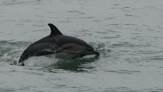 Dolphin. Screenshot of a photo from the Delfa Center from January 6, 2025, https://t.me/delfacenter/252.