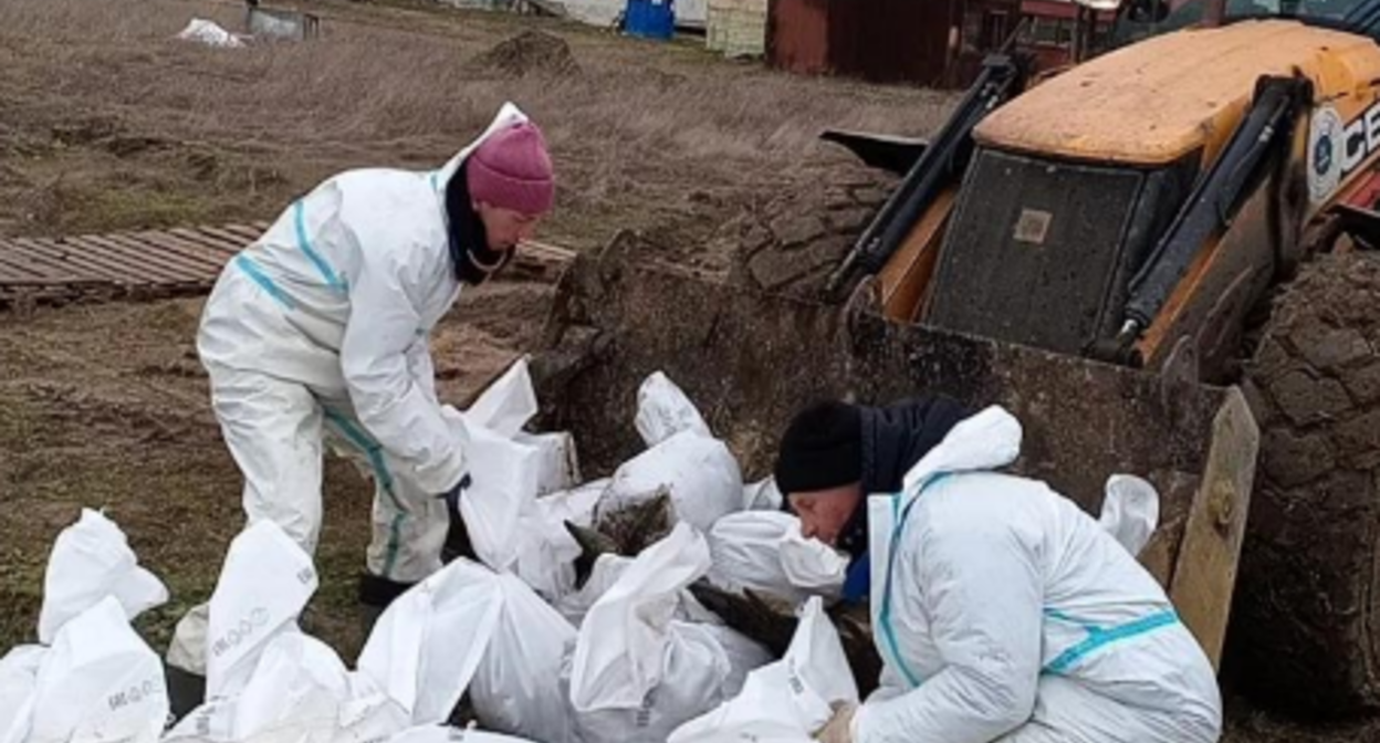 Volunteers remove bags of fuel oil near the village of Volna. Screenshot from the "Dolphins" headquarters photo from January 31, 2026, https://t.me/shtab_delfin/1954.
