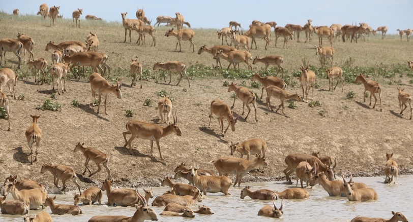 Saigas. Photo: Yakov Fedorov https://commons.wikimedia.org/w/index.php?curid=61113464