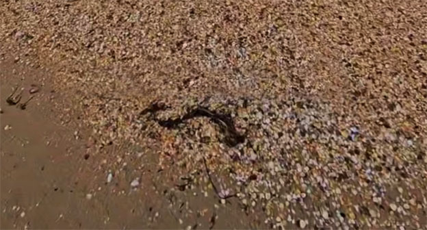 Fuel oil spill on the shore in Anapa. March 6, 2026. Video screenshot: https://t.me/MoreOz/118189