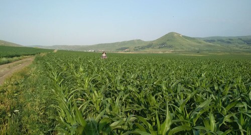 Corn field of Majesty LLC. Photo by Lyudmila Maratova for the "Caucasian Knot."