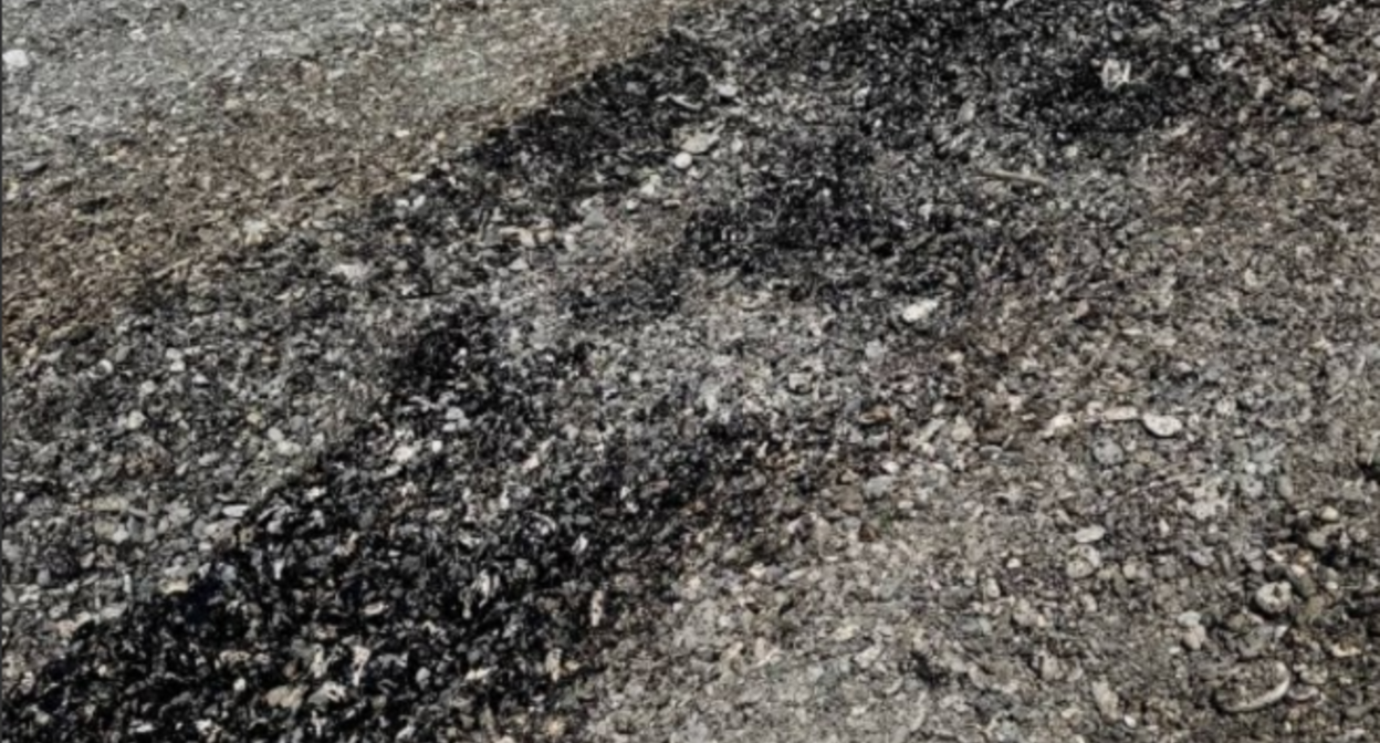 Pollution on Primorsky Beach in Tuapse. Screenshot from the Telegram channel "My Tuapse" from May 7, 2026, https://t.me/my_tuapse/35084
