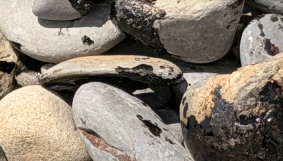 Oil stains on a wild beach. Screenshot from the Zen channel "OksanaMama to the South from the Urals" from June 20, 2026, https://dzen.ru/a/ajbW2vKiLyJZtDgd Oil stains on a wild beach. Screenshot from the Zen channel "OksanaMama to the South from the Urals" from June 20, 2026, https://dzen.ru/a/ajbW2vKiLyJZtDgd