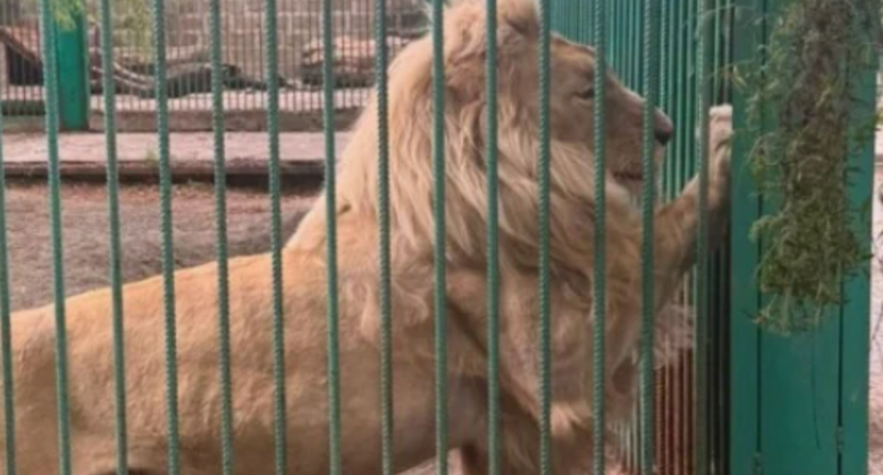 Lion from Tsarukyan's zoo. Screenshot from photo https://newsarmenia.am/news/society/sk-armenii-iz-osobnyaka-gagika-tsarukyana-izyaty-3-lva-i-1-tigr-pochti-200-chuchel-zhivotnykh-i-ptits/ dated 06.07.26.