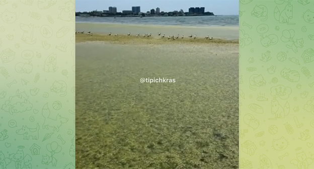 Algae in Anapa. Frame from the video https://t.me/tipichkras/80946