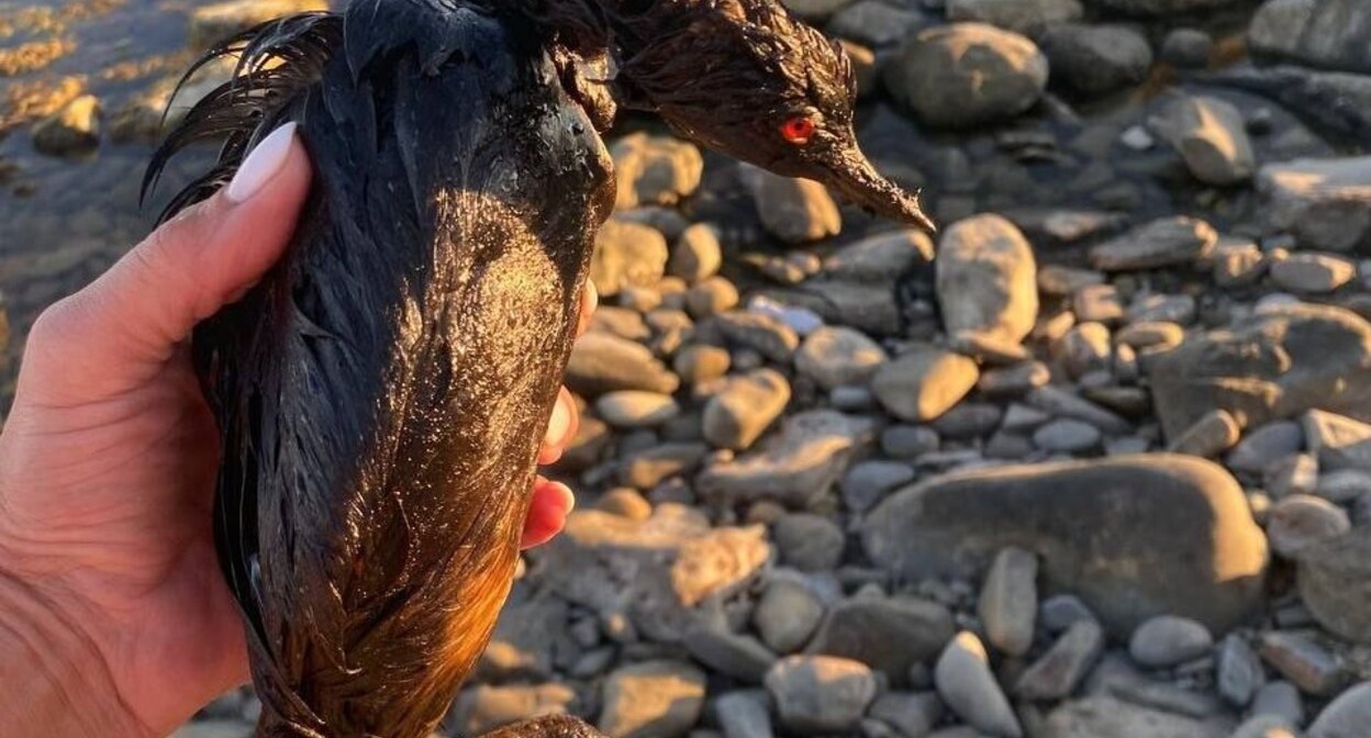 A bird found in the Myskhako area. Photo: Roman_eco / Telegram