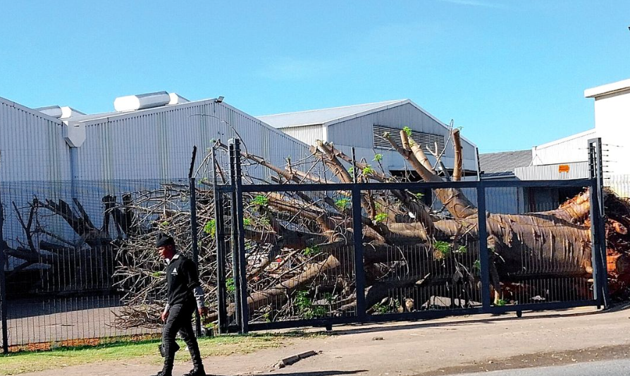 One of the baobabs on the warehouse premises in South Africa. Screenshot photo by Tony Carnie for Daily Maverick, https://www.dailymaverick.co.za/article/2026-10-25-baobab-trees-seized-in-durban-ship-warehouse-probe/